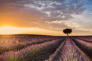 framedcanvas-print-destination-lavender-x