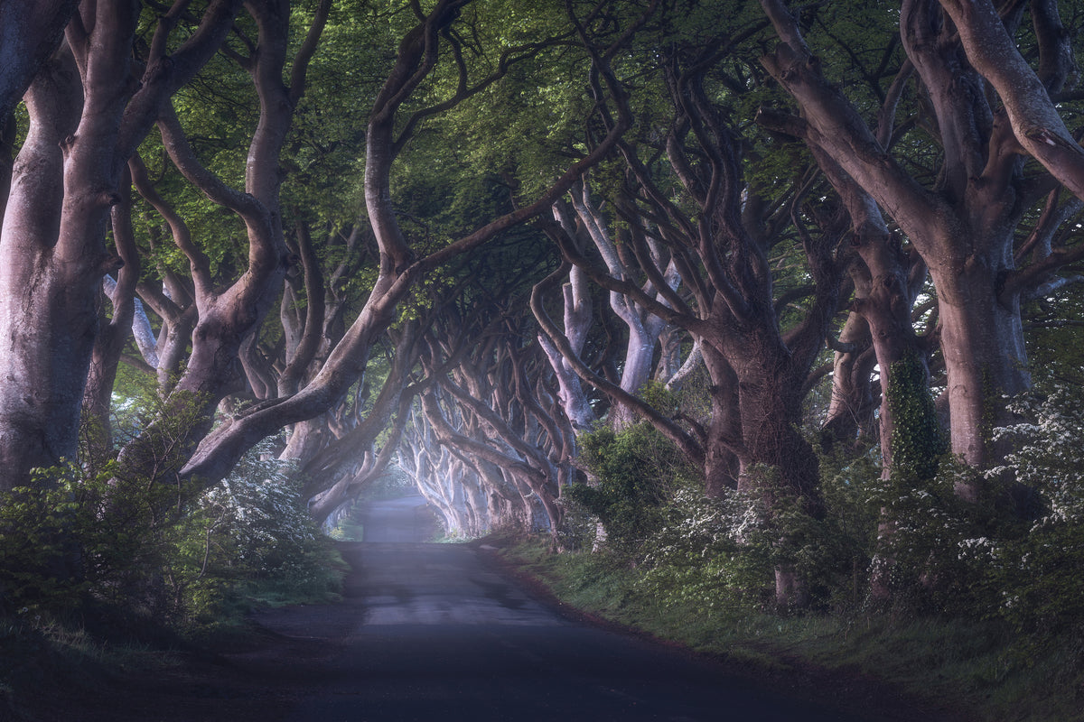 aluminium-print-the-dark-hedges