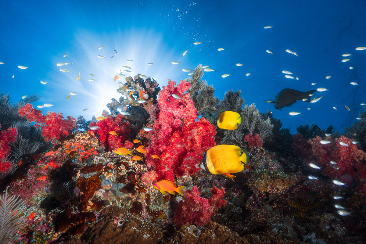 modern-3-piece-aluminium-print-reef-life