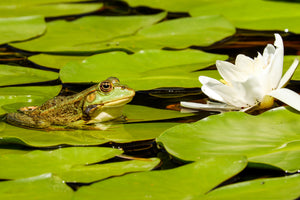 canvas-print-the-frog-and-the-water-lily