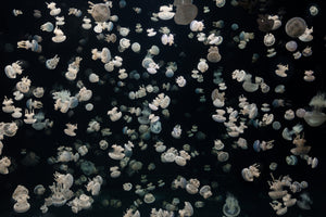acrylic-print-just-some-jellies