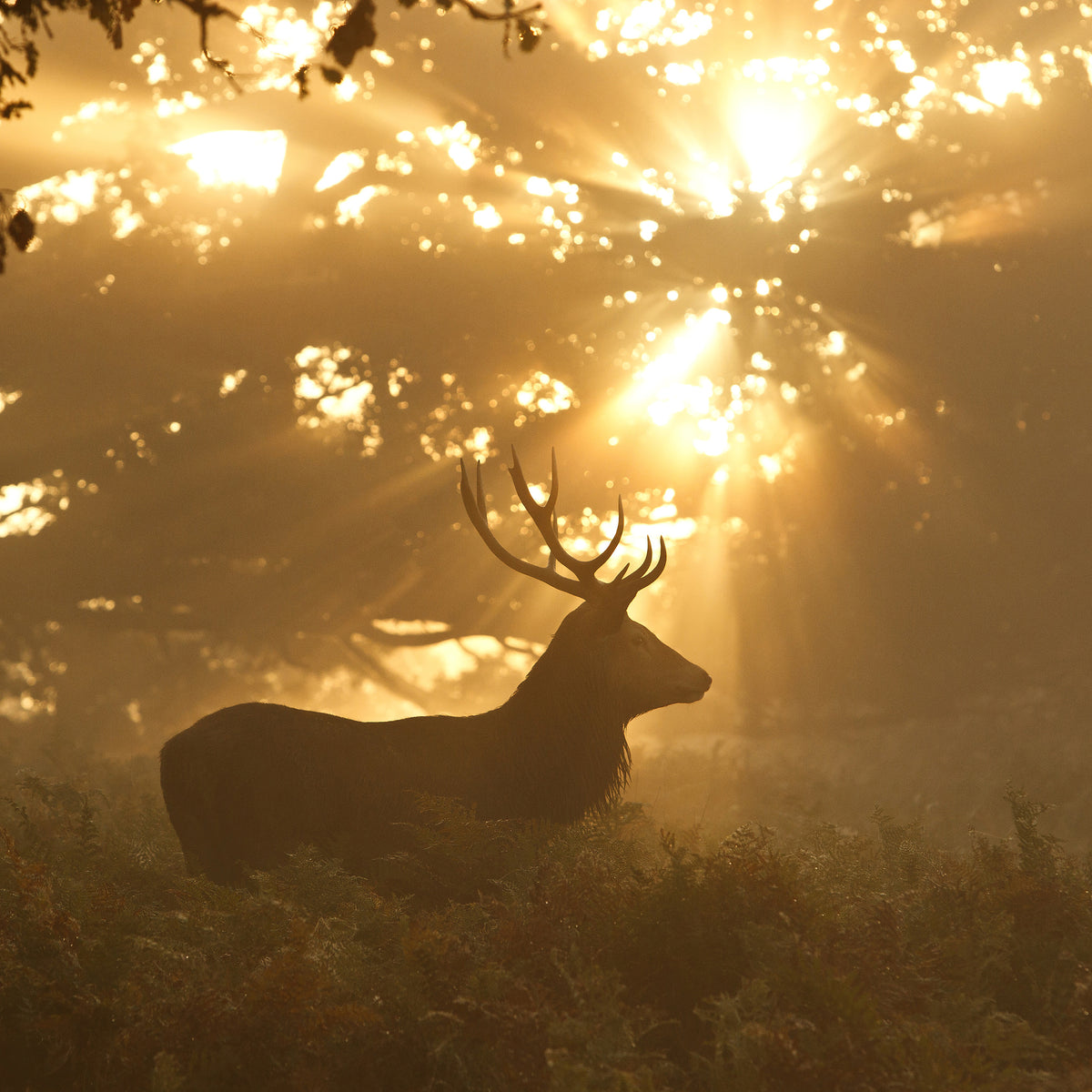 9-piece-canvas-print-ghost-of-the-forest
