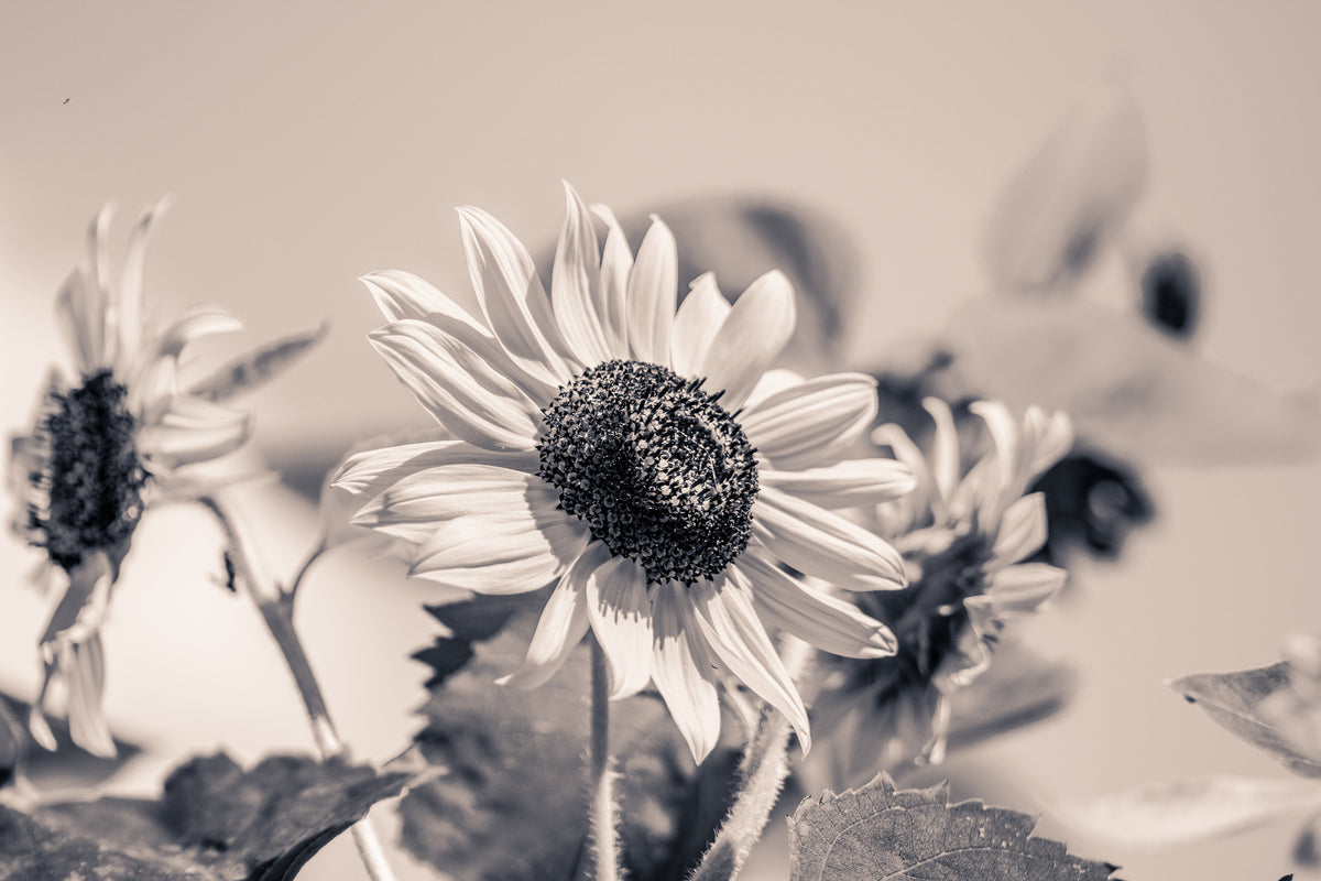 3-piece-acrylic-print-sunflowers-sw