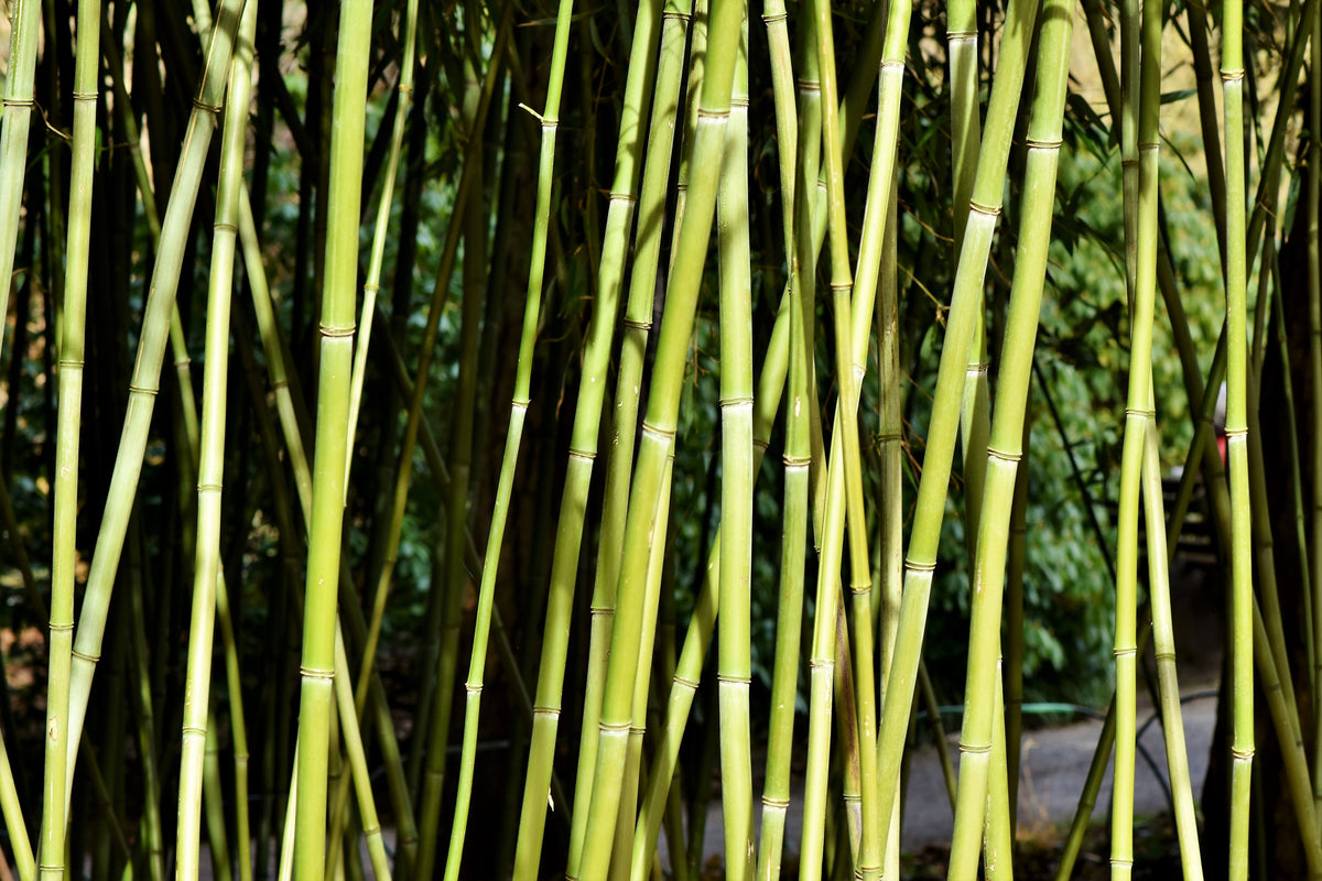 canvas-print-fresh-bamboo