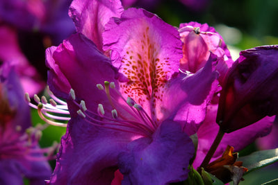 poster-print-the-rhododendron