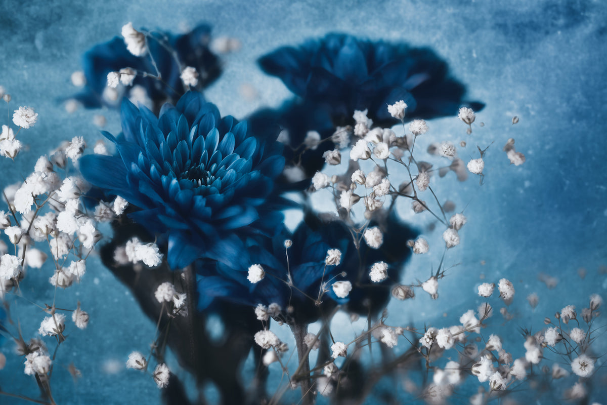 acrylic-print-dahlia-xjd
