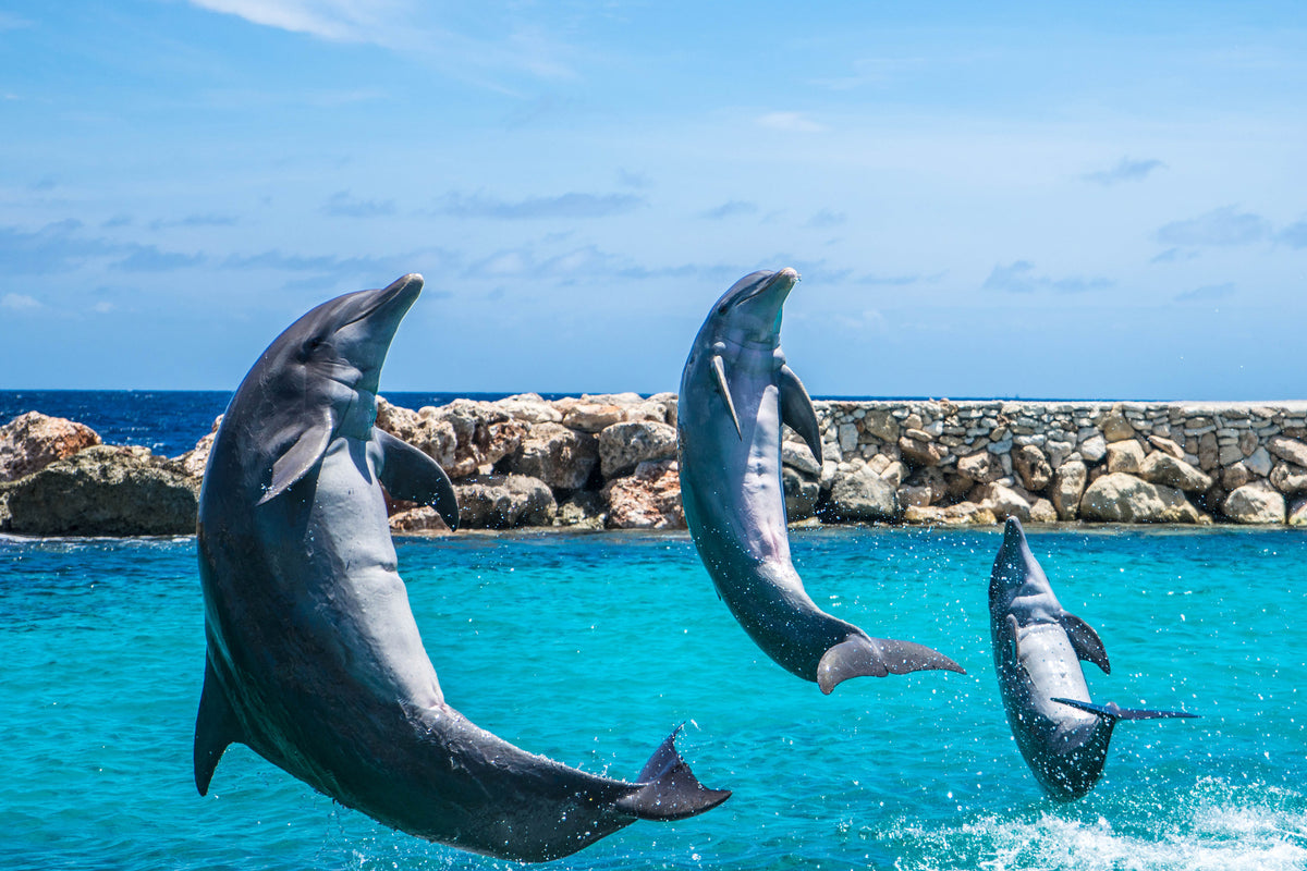 poster-print-3-dolphins
