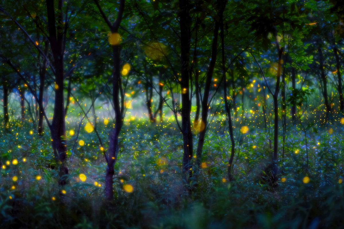 framedposter-print-magic-fireflies-x