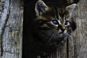 3-piece-canvas-print-cats-child