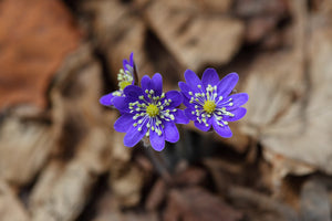 3-piece-canvas-print-wildflowers