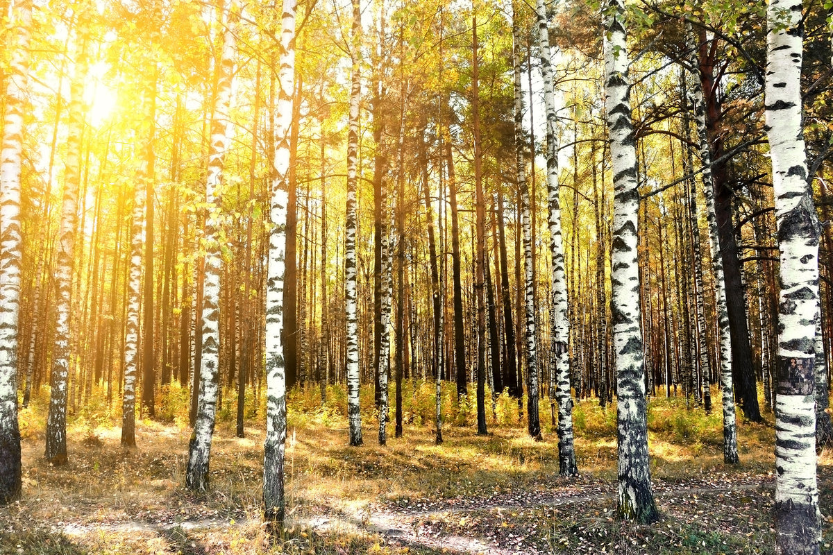 canvas-print-birch-forest
