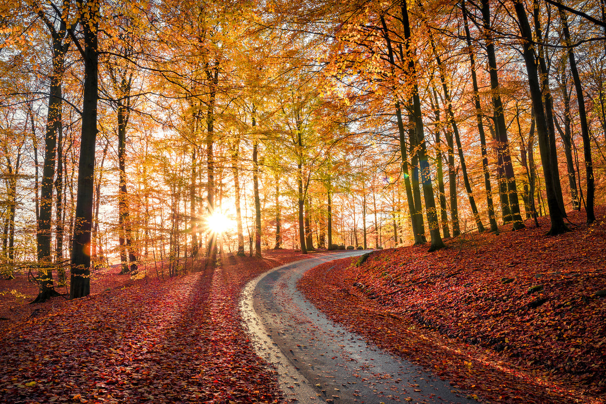 framedcanvas-print-road-in-sapderaysen-nationalpark-sweden-x