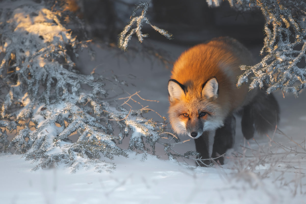 poster-print-red-fox-xxr