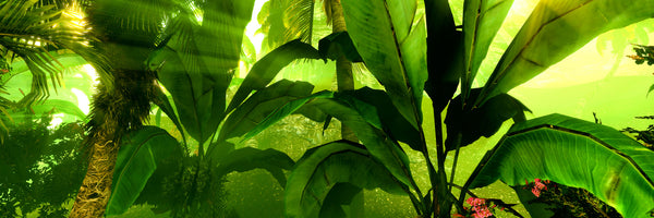 panoramic-poster-print-sunrise-in-the-rainforest-panorama