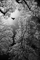 framedcanvas-print-flight-x
