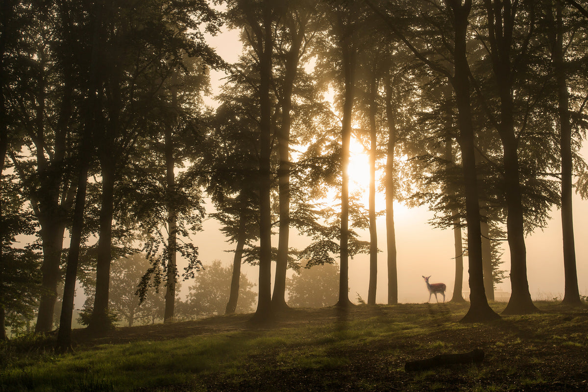 3-piece-acrylic-print-deer-in-the-morning-mist