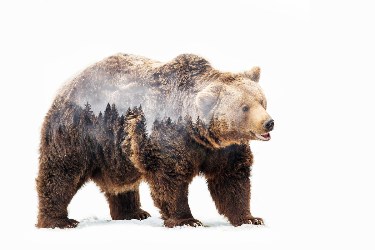 canvas-print-bear-x
