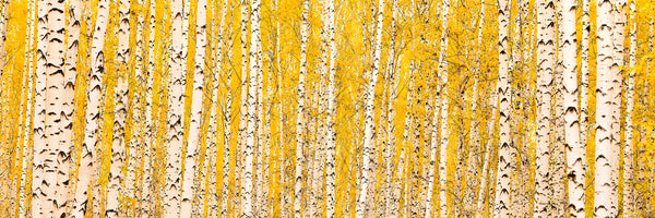 panoramic-3-piece-canvas-print-the-birch-forest-in-autumn-panorama