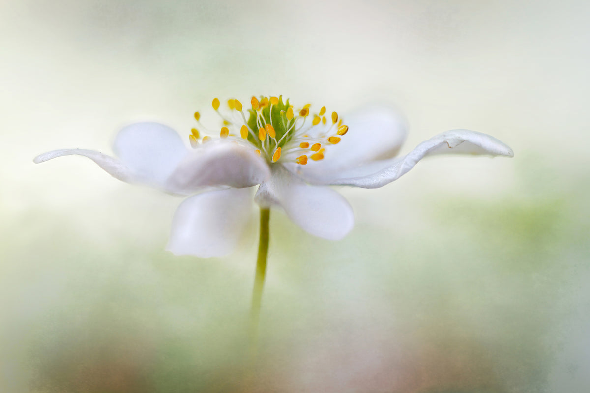 3-piece-canvas-print-nemorosa