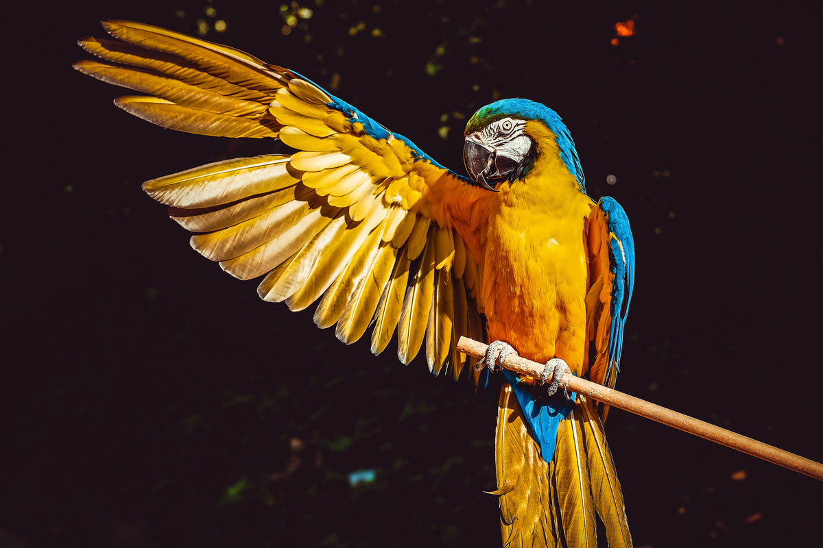 framedcanvas-print-the-macaw