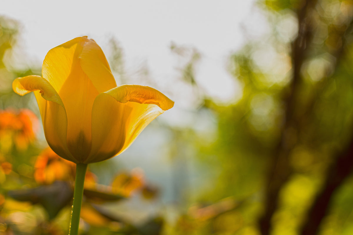 3-piece-acrylic-print-yellow-tulip-in-the-nature