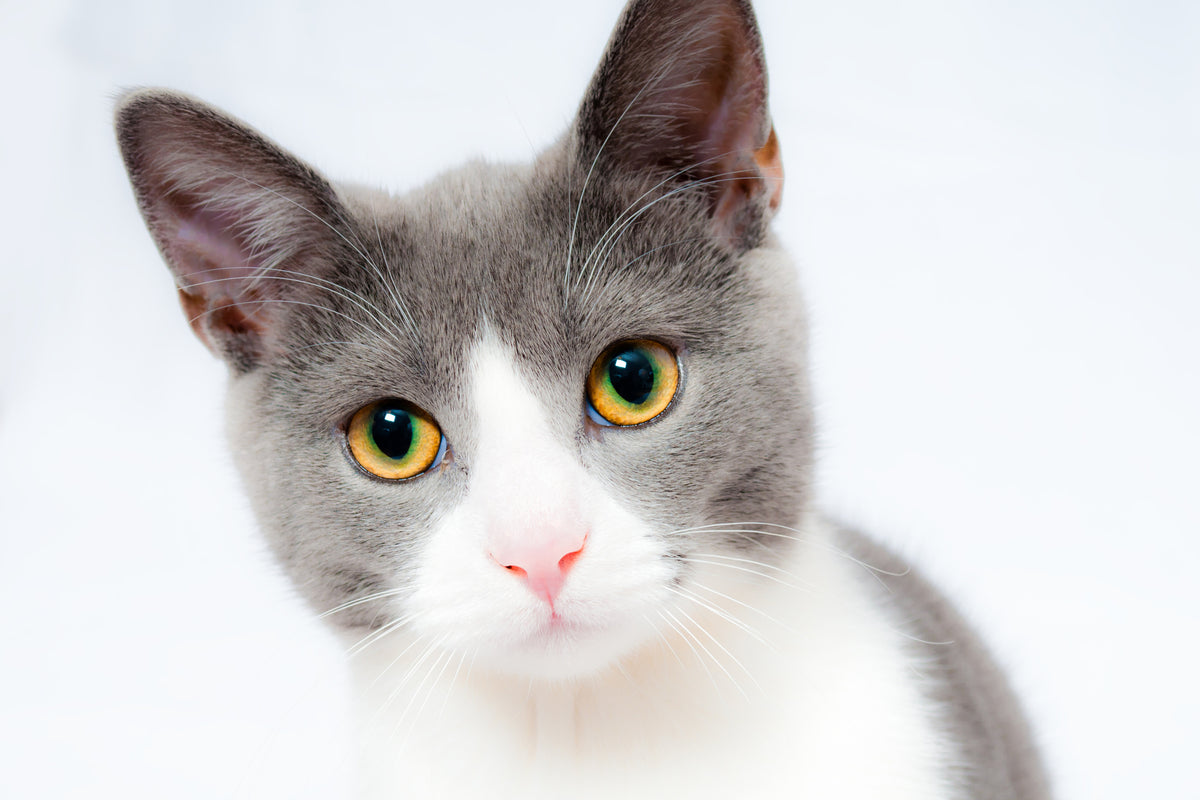 framedcanvas-print-noble-cat