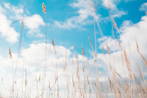 modern-3-piece-aluminium-print-blades-of-grass-in-the-sky