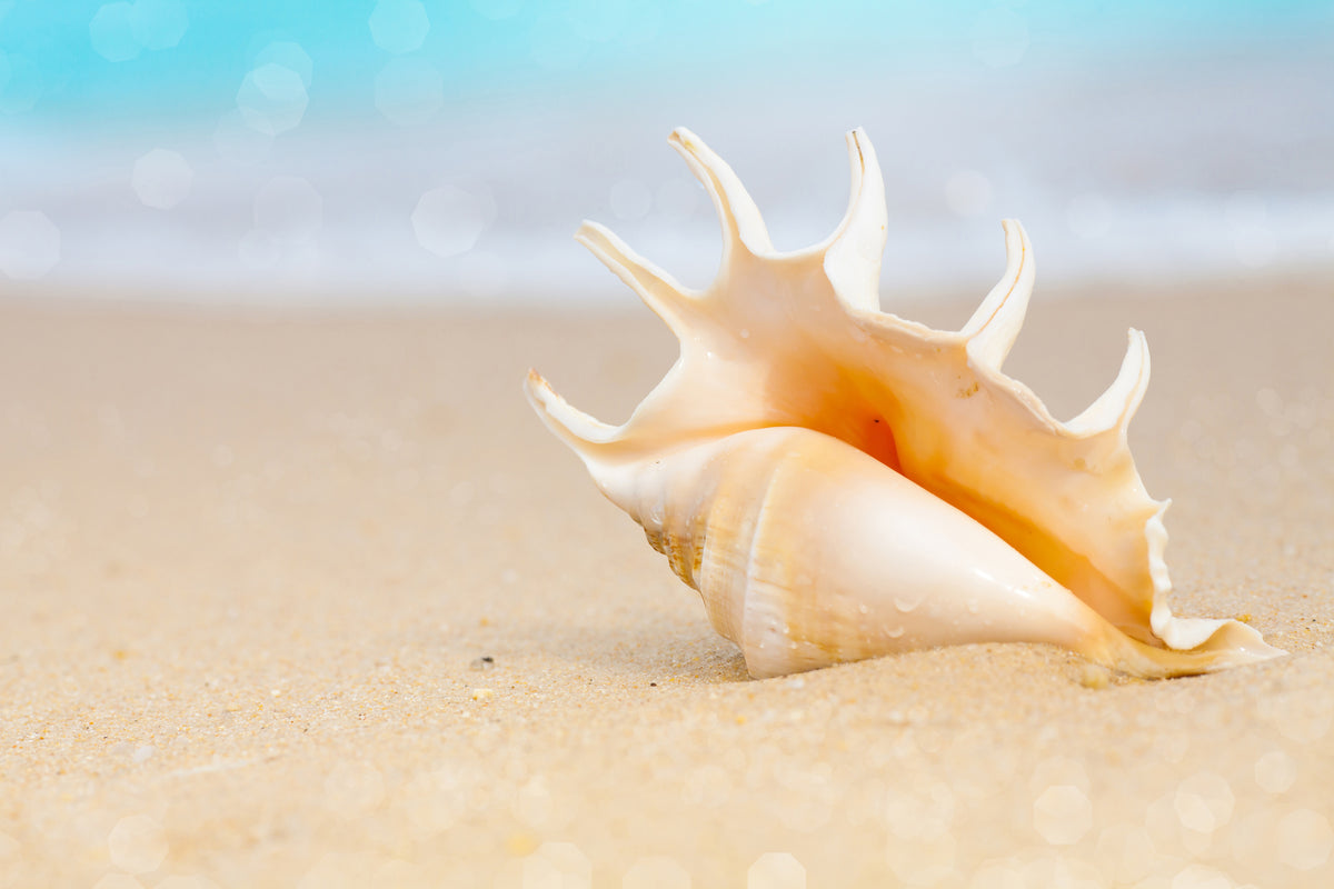 canvas-print-the-shell-on-the-beach