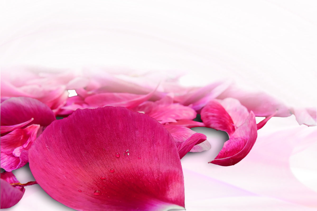 3-piece-aluminium-print-rose-petals-in-pink-iii