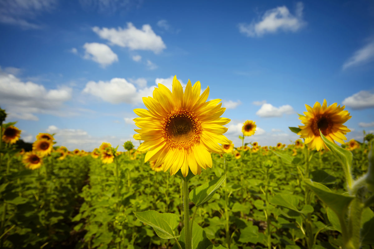 modern-3-piece-aluminium-print-summer-sunflowers