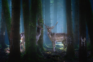 canvas-print-deers