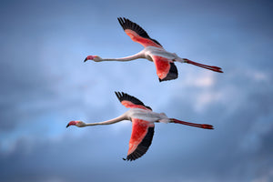 framedposter-print-greater-flamingos-x