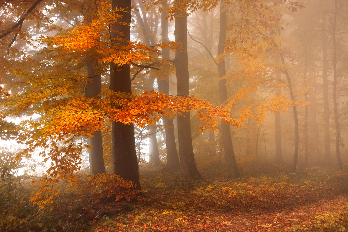 acrylic-print-edge-of-the-woods