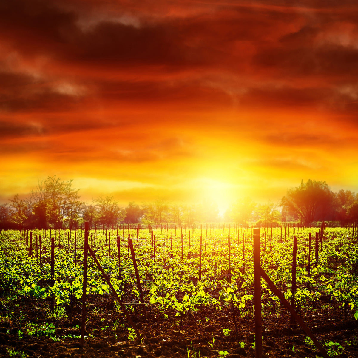 4-piece-canvas-print-the-vineyard-at-sunset
