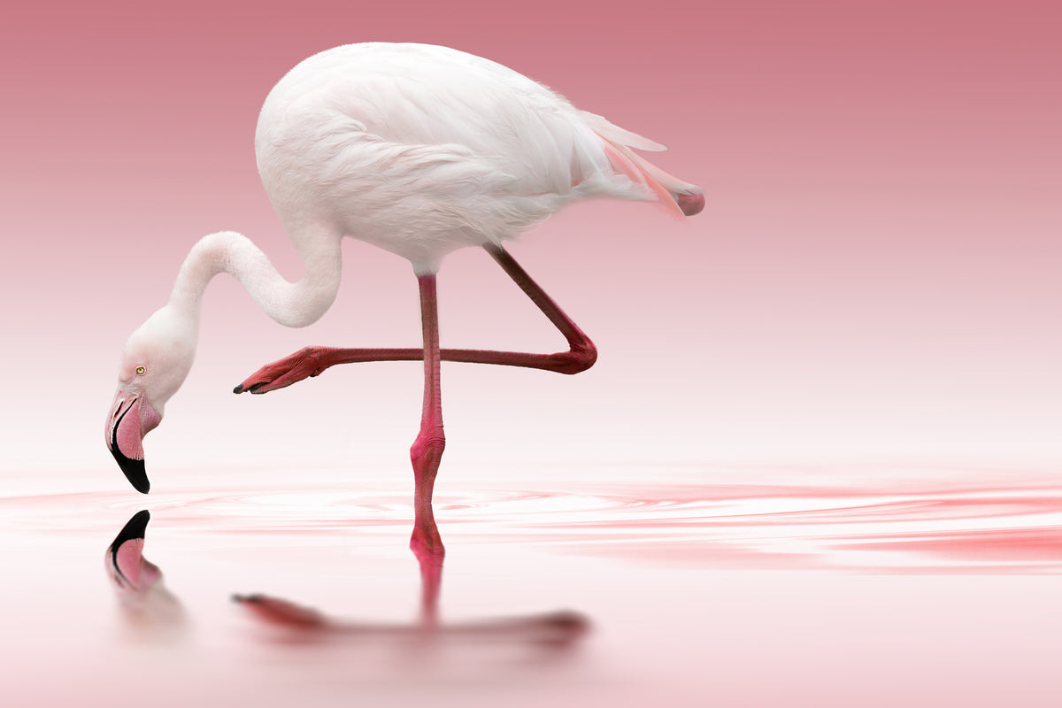 acrylic-print-flamingo