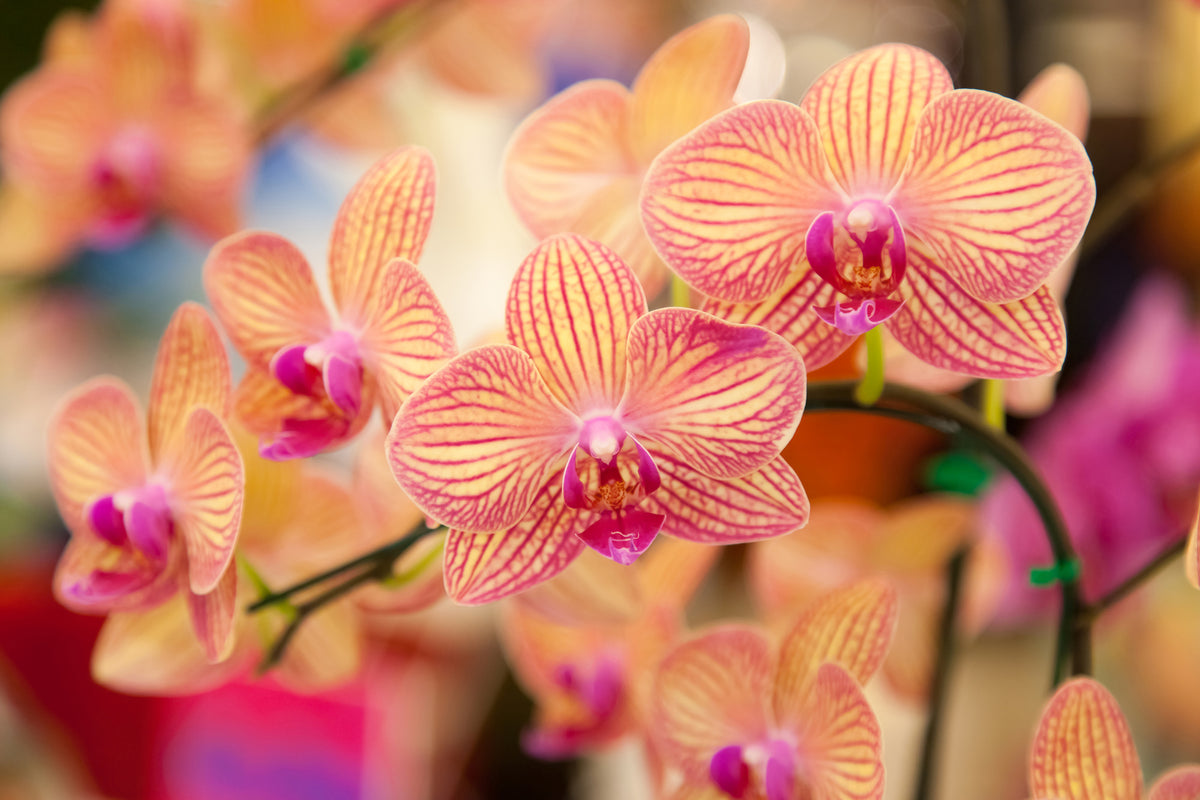 modern-3-piece-aluminium-print-exotic-orchids