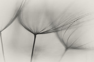 poster-print-tragopogon