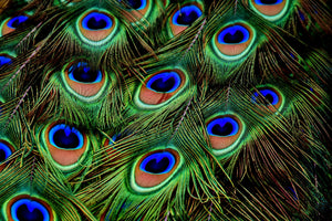modern-3-piece-aluminium-print-peacock-feathers-xxl