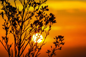 modern-3-piece-canvas-print-a-shrub-in-the-sunset