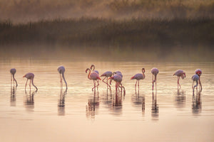 canvas-print-photographic-ode-to-monet-x
