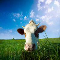 9-piece-acrylic-print-the-cow