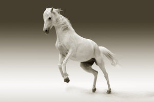 aluminium-print-the-proud-mare
