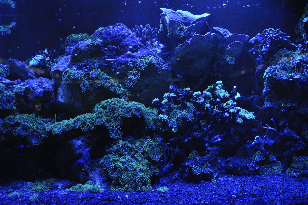 framedposter-print-coral-reef-in-blue