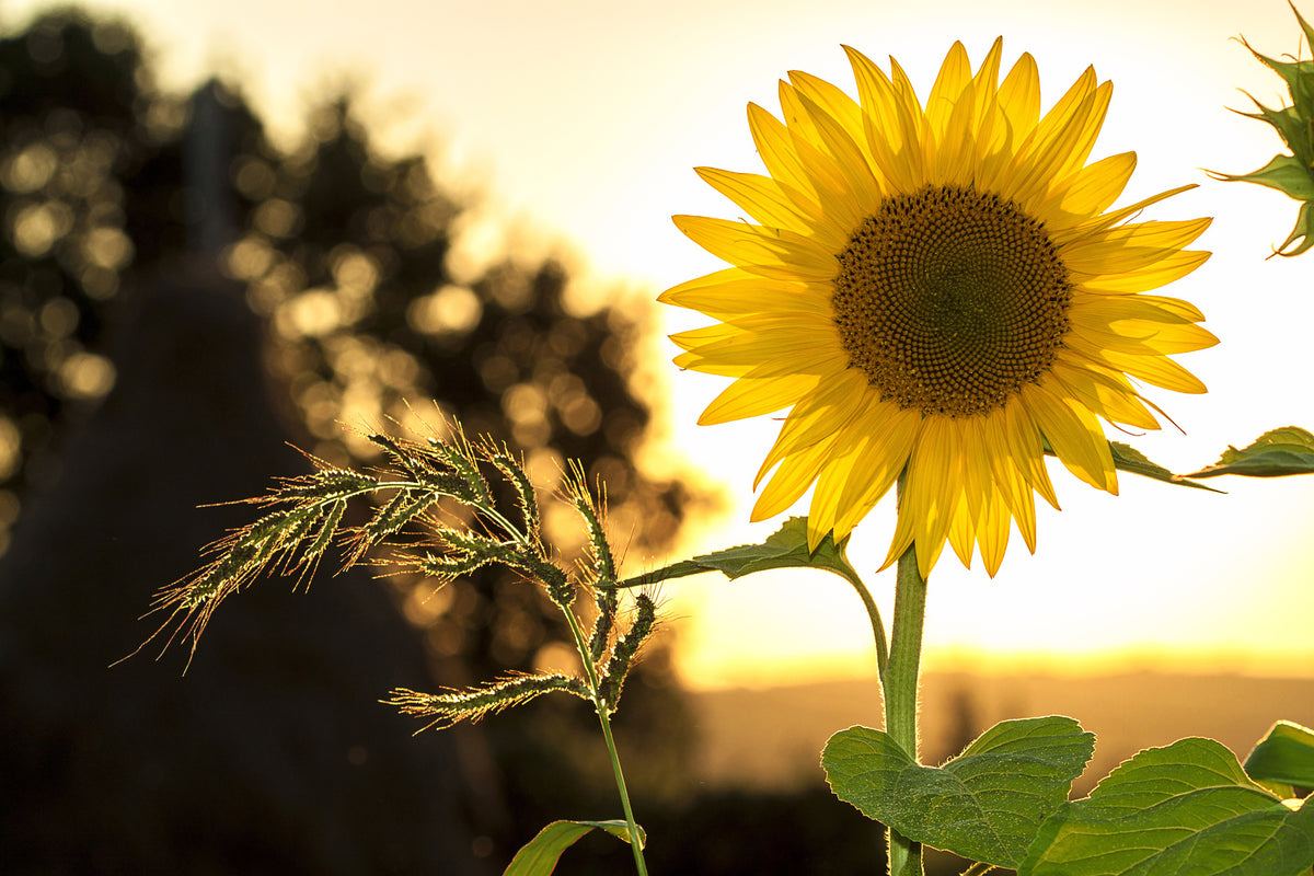 acrylic-print-sunflower-in-the-sunrise