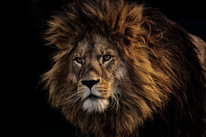 3-piece-aluminium-print-portrait-of-a-lion