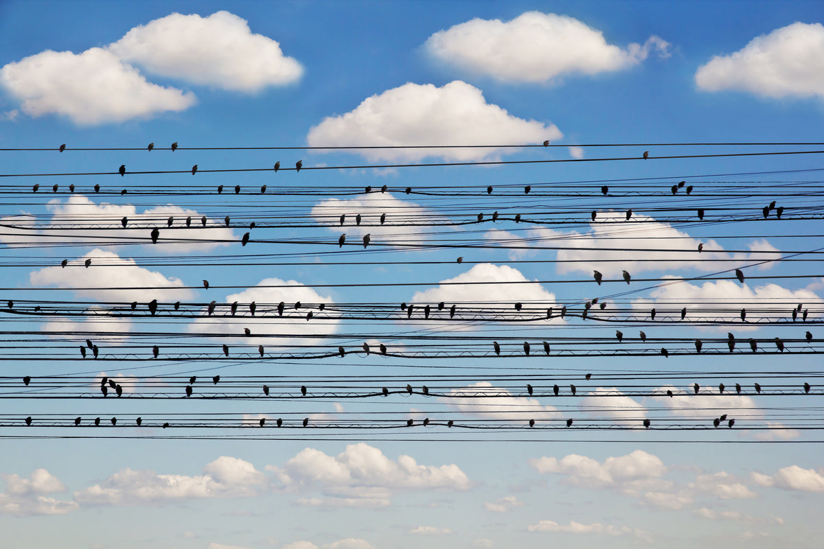 aluminium-print-cantus-arcticus-concerto-for-birds