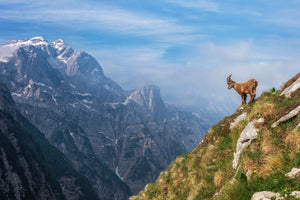aluminium-print-alpine-ibex-in-the-mountains-x