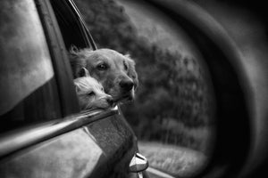 framedposter-print-roadtrip-x