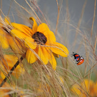 aluminium-print-colors-of-summer-ii