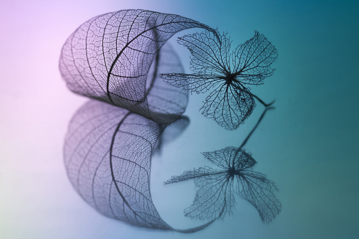 poster-print-story-of-leaf-and-flower